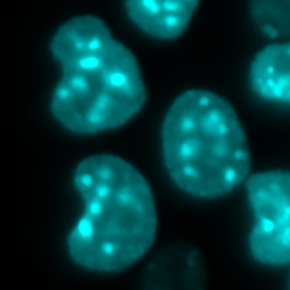  Au cœur des cellules souches : comment les variants des histones protègent leur génome 